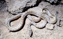 Oligodon taeniolatus