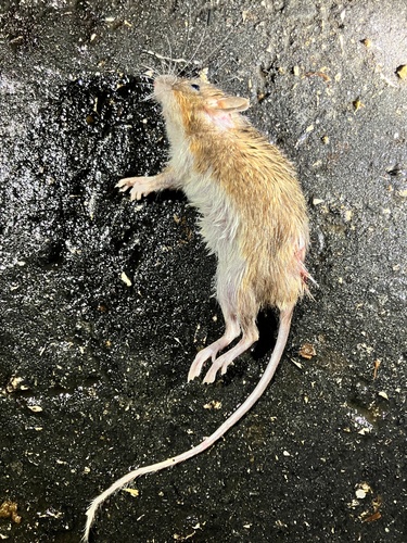 Gaumer's Spiny Pocket Mouse