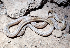 Oligodon taeniolatus