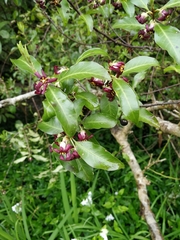 Pittosporum colensoi