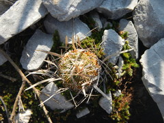 Echinofossulocactus lloydii