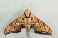 Ambulyx substrigilis