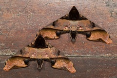 Amplypterus panopus