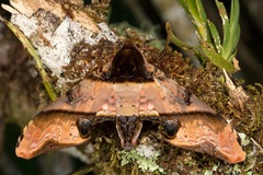 Amplypterus panopus
