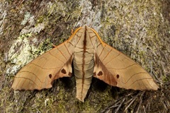 Marumba juvencus
