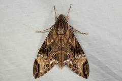 Psilogramma discistriga