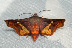 Dysodia rufiflava