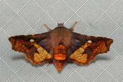 Dysodia rufiflava