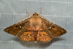 Monodecus