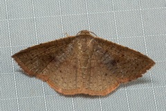 Striglina