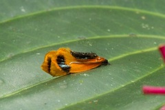 Coryptilum
