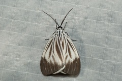 Pseudonyctemera dissimulata