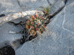 Mammillaria winterae