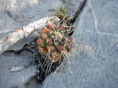 Mammillaria winterae