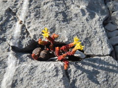 Sedum chrysicaulum