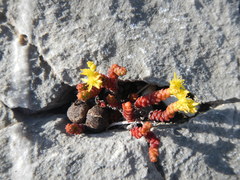 Sedum chrysicaulum