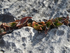 Lenophyllum reflexum