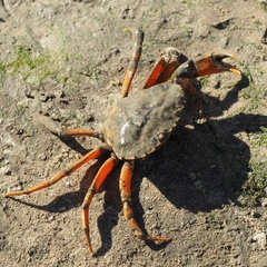 Carcinus maenas