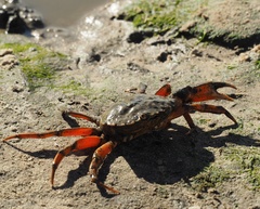 Carcinus maenas
