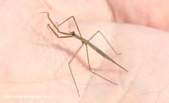 Ranatra longipes