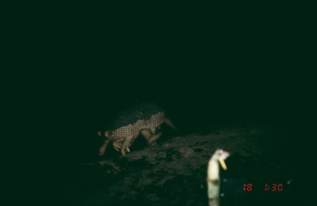 Giant Armadillo