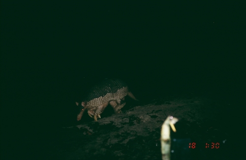 Giant Armadillo