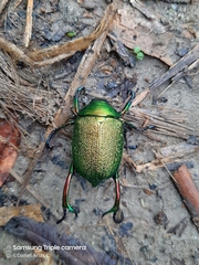 Chrysophora chrysochlora