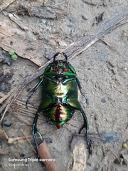 Chrysophora chrysochlora
