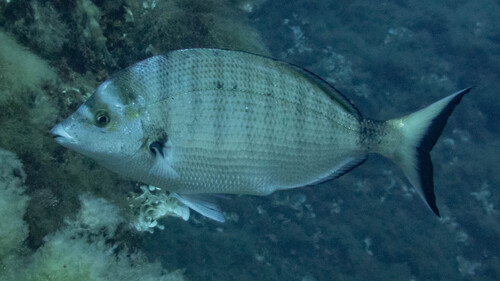 Diplodus puntazzo