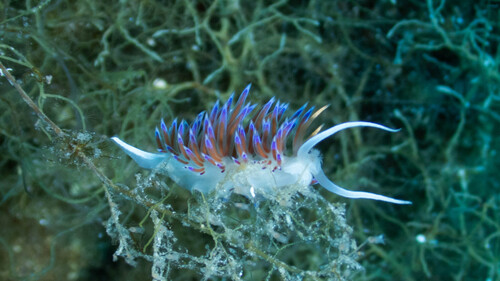 Cratena peregrina