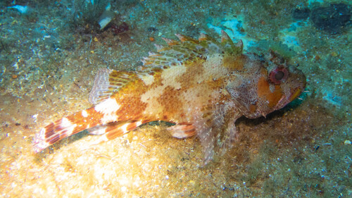 Scorpaena maderensis