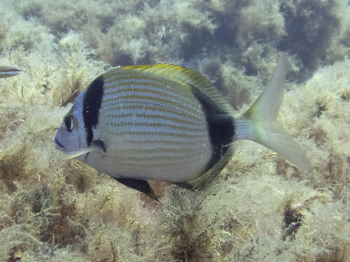 Diplodus vulgaris