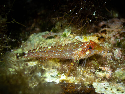 Tripterygion delaisi