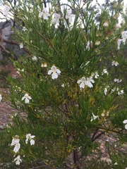 Prostanthera nivea