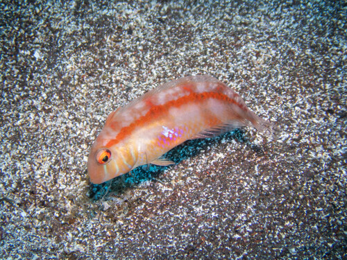 Xyrichtys novacula