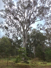 Corymbia maculata