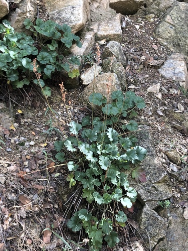 Heuchera sanguinea