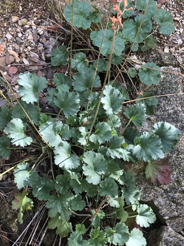 Heuchera sanguinea