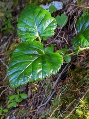 Rubus nivalis