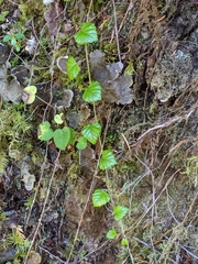 Rubus nivalis