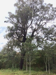 Eucalyptus paniculata