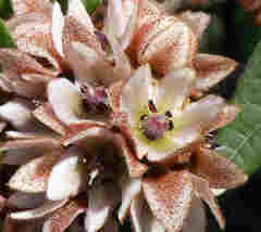 Lasiopetalum macrophyllum