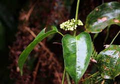 Leichhardtia rostrata