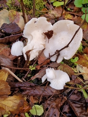 Hygrophorus sitchensis