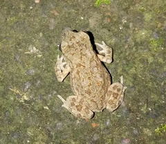 Duttaphrynus melanostictus