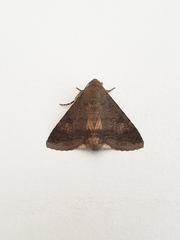 Pandesma