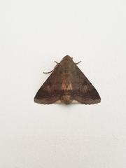 Pandesma