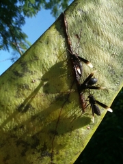 Parachartergus apicalis