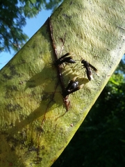 Parachartergus apicalis