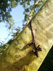 Parachartergus apicalis